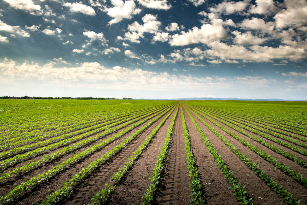 istock Soybean field with rows of soya bean plants 1398631244
