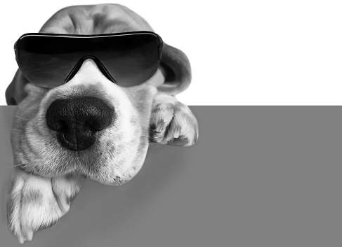 funny serious boss dog in sunglasses, gray-white background