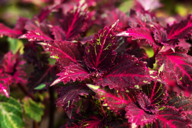 Red and green leaves of Coleus Blumei plant Red and green leaves of Coleus Blumei potted plant coleus plant plectranthus scutellarioides close up stock pictures, royalty-free photos & images