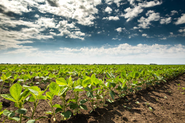 istock Soybean field with rows of soya bean plants 1398633600