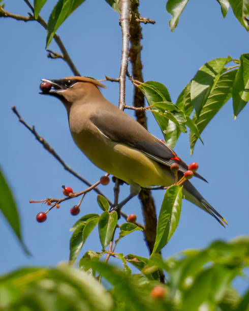 istock Cedar waxwing bird in a tree looking for berries for food 1398633954