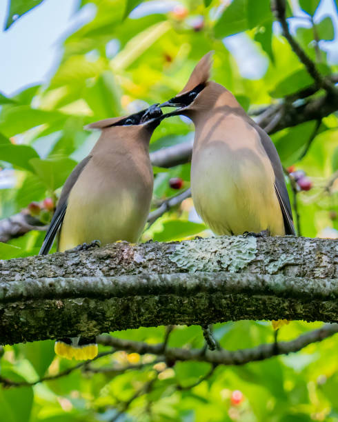 istock Cedar waxwing bird in a tree looking for berries for food 1398633979