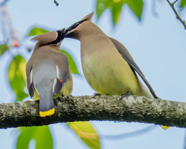 istock Cedar waxwing bird in a tree looking for berries for food 1398633980