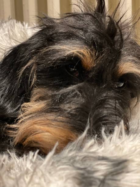 istock Light brown and black dachshund with medium long hair 1398633998