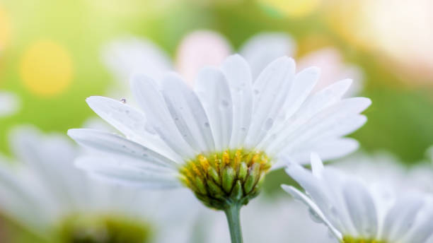 istock A great macro photo of a daisy, 1398634022