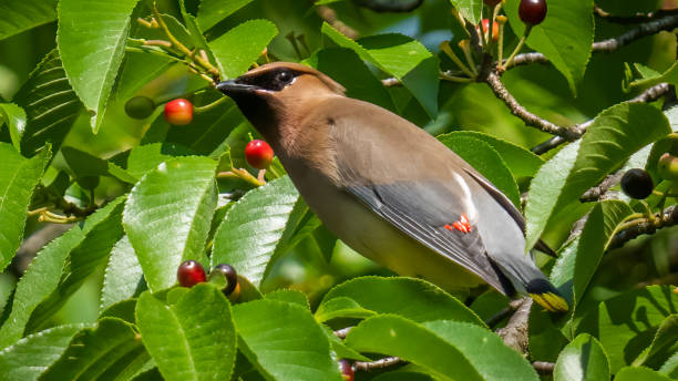 istock Cedar waxwing bird in a tree looking for berries for food 1398634677
