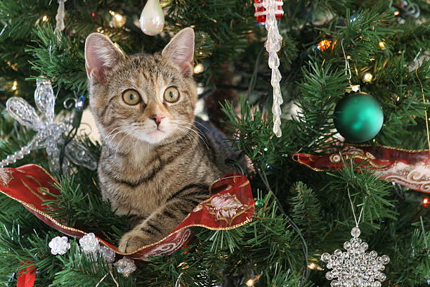 The Kitten was sleeping in the tree and it woke up with all of us looking at it.  One of my best shots of the year.
