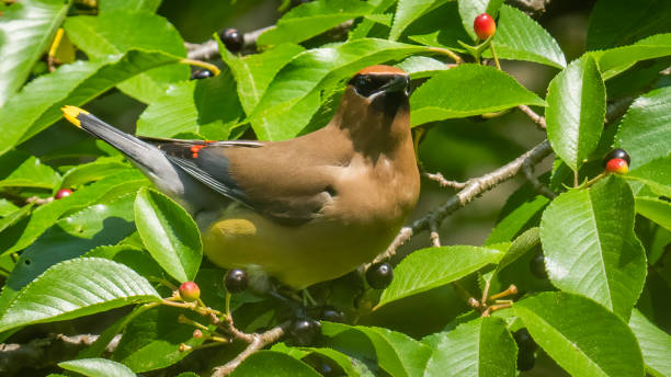 istock Cedar waxwing bird in a tree looking for berries for food 1398634682