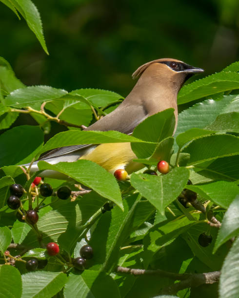 istock Cedar waxwing bird in a tree looking for berries for food 1398634690