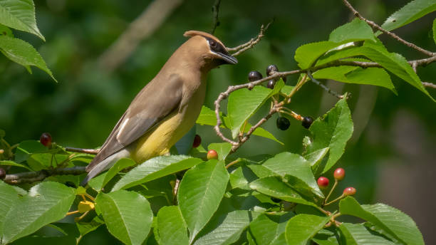 istock Cedar waxwing bird in a tree looking for berries for food 1398634725