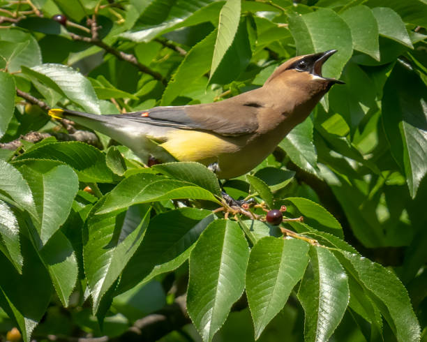 istock Cedar waxwing bird in a tree looking for berries for food 1398634726