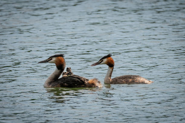 Great Crested Grebe & babies In a pond in France with babies on the back great crested grebe stock pictures, royalty-free photos & images