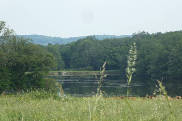 istock partial view of the signolles pond 1398634962