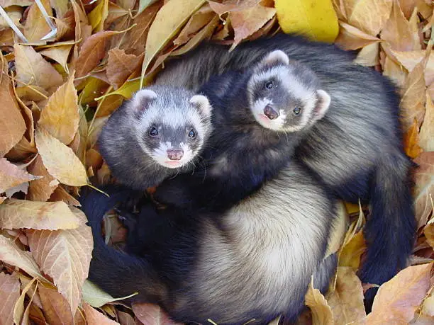 A photograph of two baby ferrets in the autumn leaves.