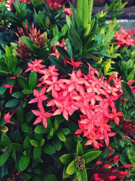 istock Pink flower blossom in garden 1398636221