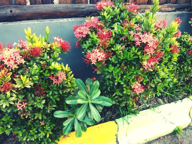 istock Pink flower blossom green leaves 1398636303
