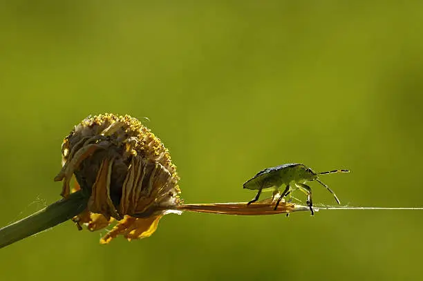 on a late afternoon in summer, a bug sitting on part of a cobweb, opposite sunlight, shallow DOF