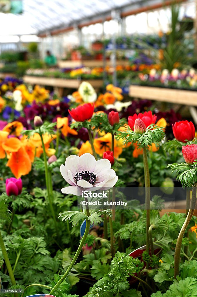 Garden Centre colore - Foto stock royalty-free di Aiuola