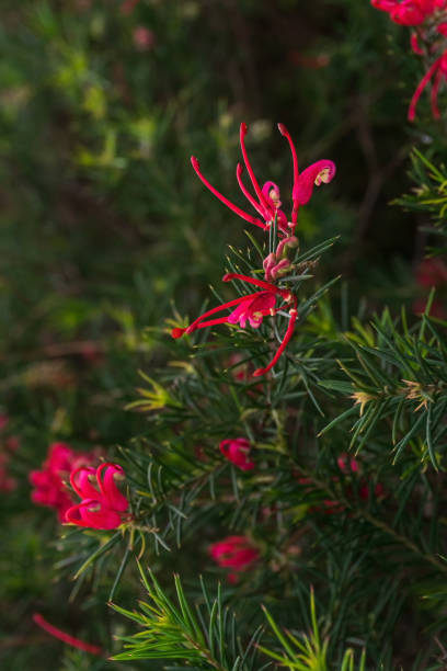 Flowering branches of pink Grevillea rosemary Flowering branches of pink Grevillea rosemary close up grevillea juniperina stock pictures, royalty-free photos & images