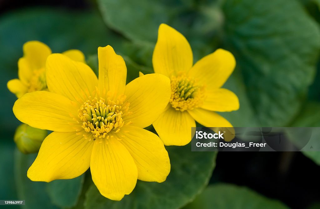 Wild Marsh Marigold flowers in the Spring Wild Marsh Marigold (Caltha palustris) flowers in the Spring.  Focus on left flower center. April Stock Photo