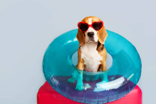 un chien beagle avec des lunettes de soleil et un cercle de natation gonflable est assis sur une valise. - dog insurance photos et images de collection
