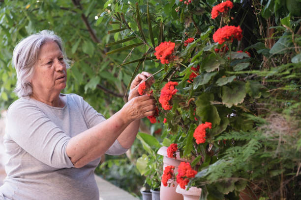 年配の女性はバルコニーで花の世話をします - women large build gardening outdoors ストックフォトと画像