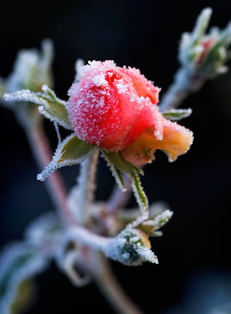 Frosty pink rose bud with winter morning light