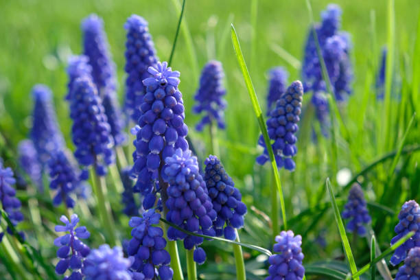 gruppe von traubenhyazinthen (muscari armeniacum), die im frühling blühen, selektiver fokus und grüner grashintergrund. sommerwiese mit lila glockenförmigen muscari-blüten, floraler abstrakter naturhintergrund. - wildflower botanical garden botany flower stock-fotos und bilder