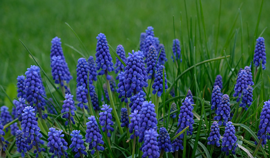 Group of Grape hyacinth (Muscari armeniacum) blooming in spring, selective focus and green grass background. Summer meadow with purple bell-shaped Muscari flowers, floral abstract natural background.
