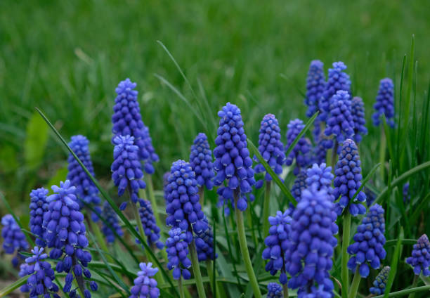 istock Group of Grape hyacinth (Muscari armeniacum) blooming in spring, selective focus and green grass background. Summer meadow with purple bell-shaped Muscari flowers, floral abstract natural background. 1398642852