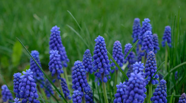istock Group of Grape hyacinth (Muscari armeniacum) blooming in spring, selective focus and green grass background. Summer meadow with purple bell-shaped Muscari flowers, floral abstract natural background. 1398642853
