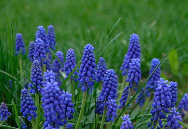istock Group of Grape hyacinth (Muscari armeniacum) blooming in spring, selective focus and green grass background. Summer meadow with purple bell-shaped Muscari flowers, floral abstract natural background. 1398642863