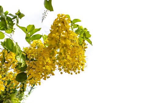 Inflorescence of bright yellow cassia fistula flowers on a white background, space for text. Tropical plants of Asia.