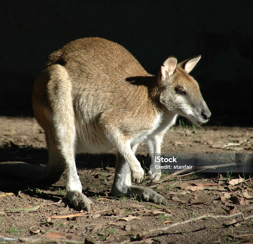 Серый кенгуру - Стоковые фото Аборигенная культура роялти-фри
