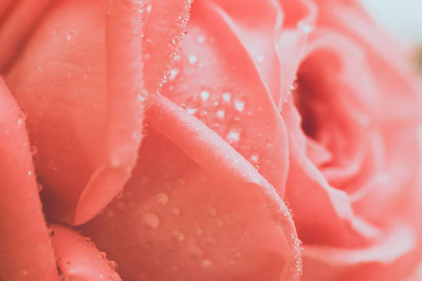 istock Pink rose flower with drops on the petals. 1398643340