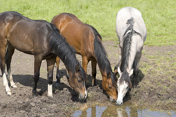 Three horses stock photo