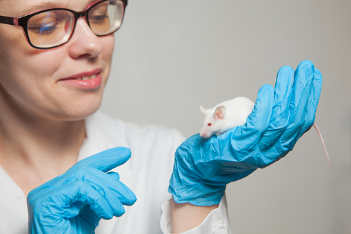 A small white laboratory mouse with red eyes in the hand of a scientist in a blue rubber glove. Woman puts experiments on a laboratory mouse.