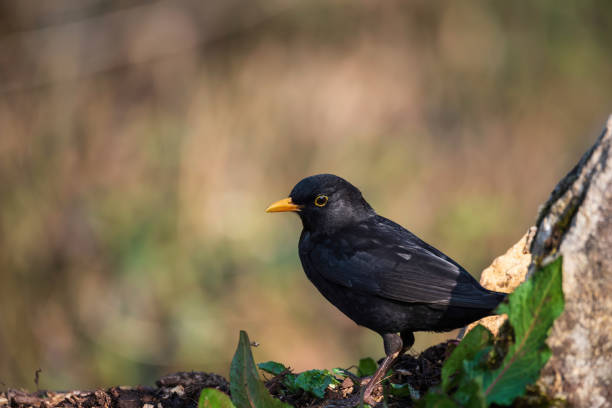 istock Lovely Spring image of Blackbird Parus Major bird in forest landscape setting 1398643631