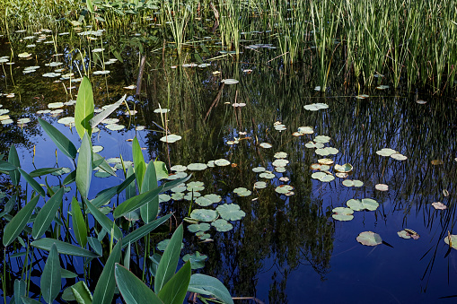 aquatic plants in pond