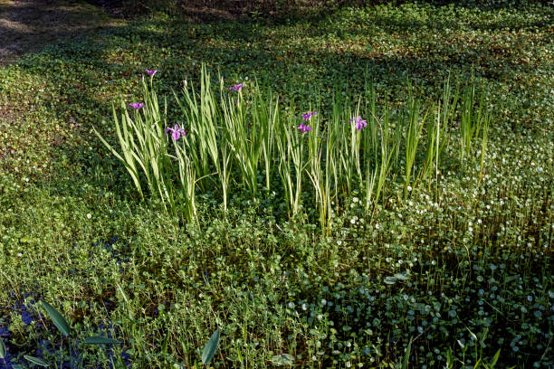 Irises among the marsh pennywort in the pond