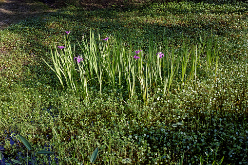 Irises among the marsh pennywort in the pond