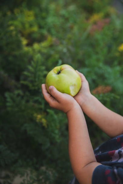 istock Children's hands hold a ripe apple. 1398643767