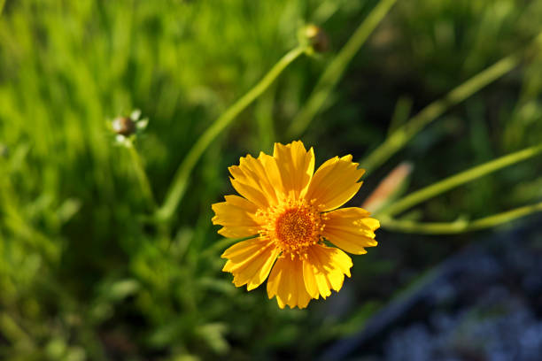 Closeup of yellow daisies