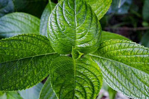 Close up of hydrangea leaves