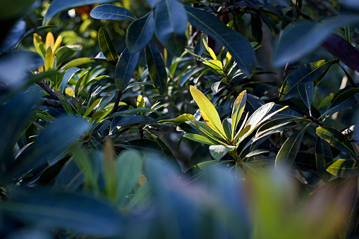 The sun shines on the leaves of bayberry