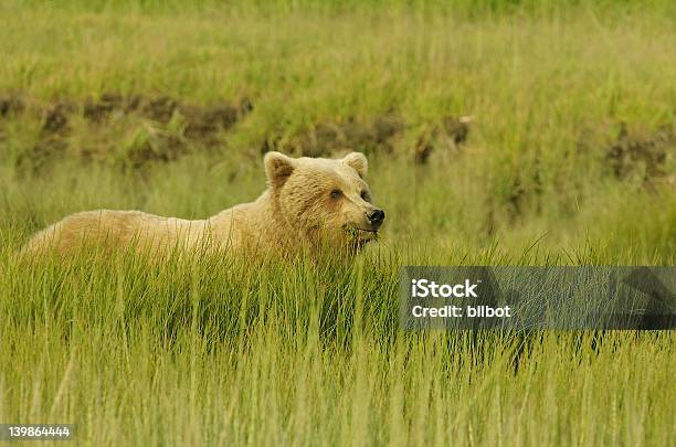 Grizzly 013 Foto de stock y más banco de imágenes de Fotografía - Imágenes - Fotografía - Imágenes, Horizontal, Osa