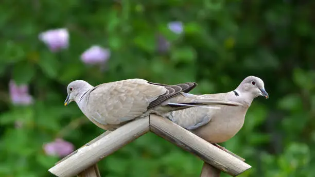 Couple of collared doves (Streptopelia decaocto) love birds eating from garden bird feeder, shallow depth of field blurred nature background