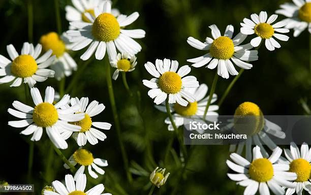Mutterkraut Stockfoto und mehr Bilder von Blume - Blume, Blumenbeet, Bunt - Farbton