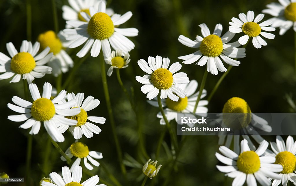 Złocień maruna (Tanacetum parthenium) - Zbiór zdjęć royalty-free (Bez ludzi)