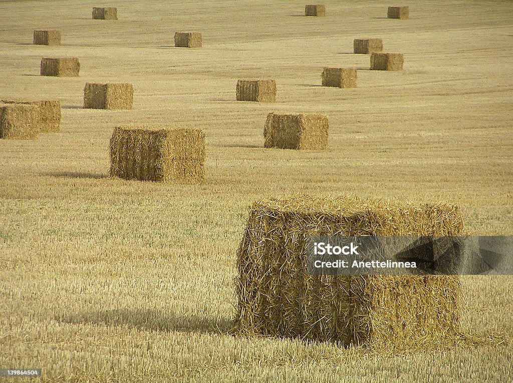 harvest - Foto de stock de Bloco royalty-free